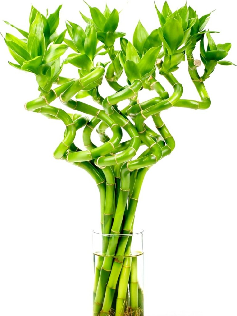 Fresh Lucky Bamboo 10 Stalks 8 Inch Spiral Style Live Plant